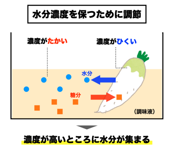甘いものを食べると肌荒れしてしまう理由の浸透圧の説明をしている図のイメージ